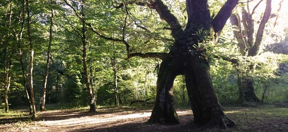 Vila San Pedroko Bidea Alsasua Exteriér fotografie